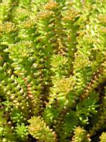 Sedum sexangulare (fam Crassulacees) (Europe) (2) (Photo F. Mrugala)